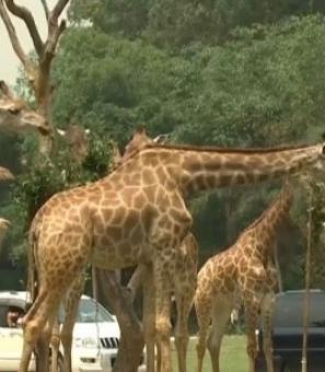 Жирафов в китайском сафари парке показали публике