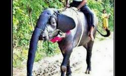 Китайский слон