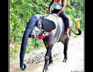 Китайский слон