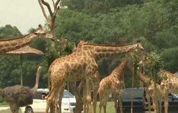 Жирафов в китайском сафари парке показали публике
